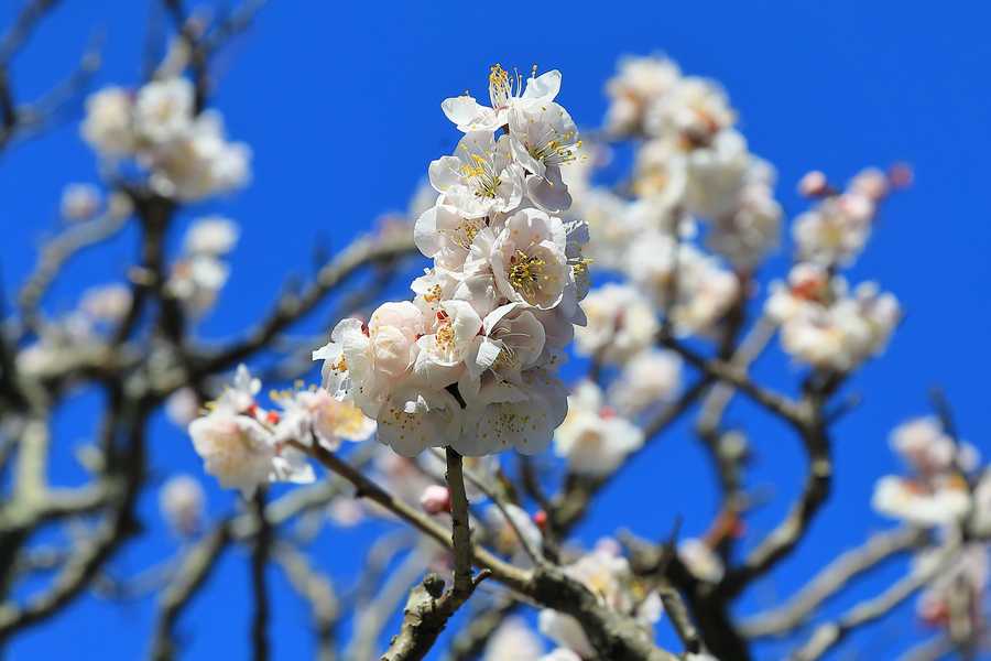 梅の花