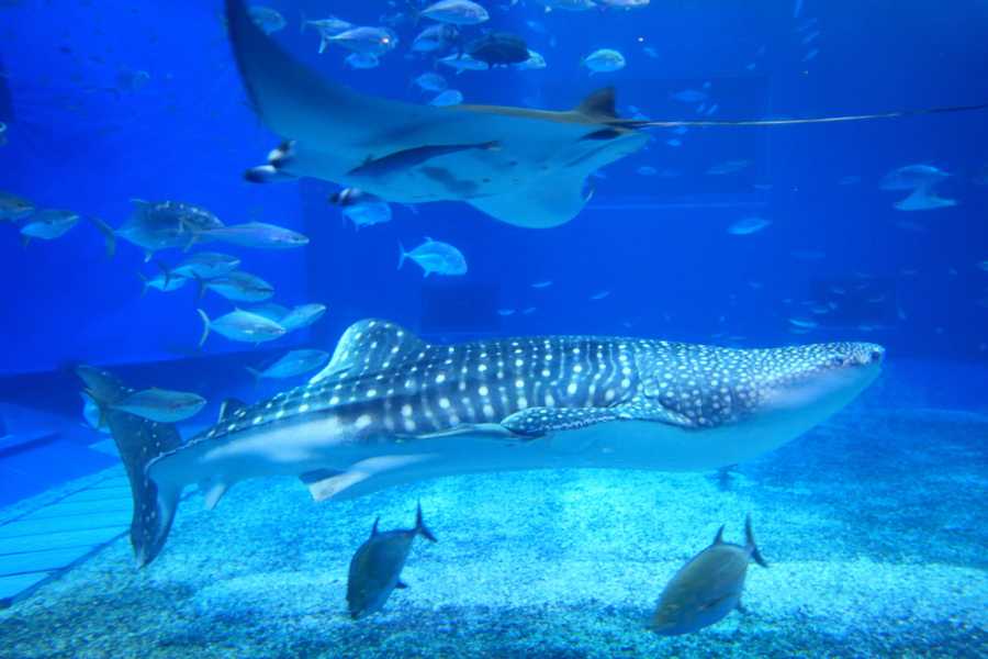 水族館の魚