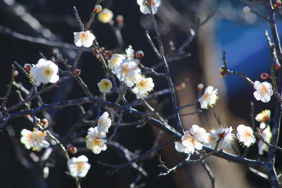 梅の花